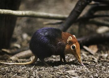 Τα μικρά θηλαστικά μπορούν να μας βοηθήσουν εκπέμποντας σήματα SOS