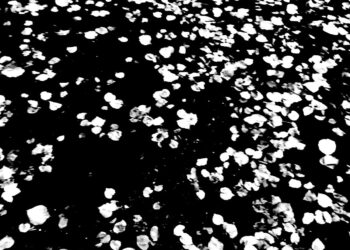 Σοπενάουερ: Μετά τον θάνατο και πριν από την γέννηση