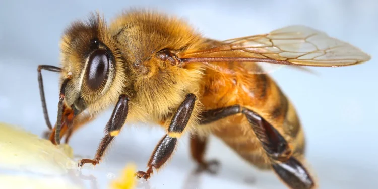 Έξι παραδείγματα υψηλής τεχνολογίας στην Φύση