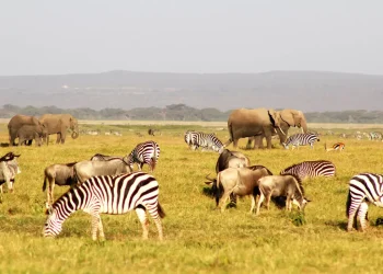 Φωτογραφίες της άγριας ζωής στην Κένυα