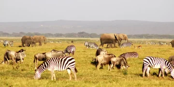 Φωτογραφίες της άγριας ζωής στην Κένυα