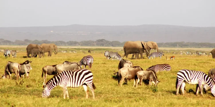 Φωτογραφίες της άγριας ζωής στην Κένυα