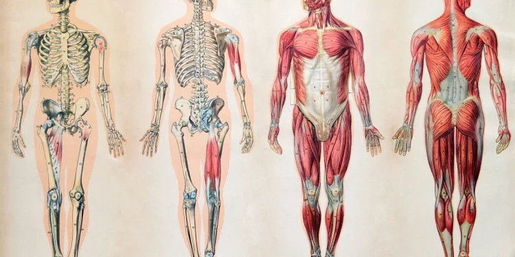 Πόσο εντυπωσιακό είναι το σώμα μας;