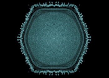 Γιγάντιοι ιοί και εξελικτική ζωή