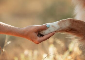 Η επίδραση των ζώων στην ανθρωπότητα: Μια σχέση ζωής, αγάπης και εξέλιξης